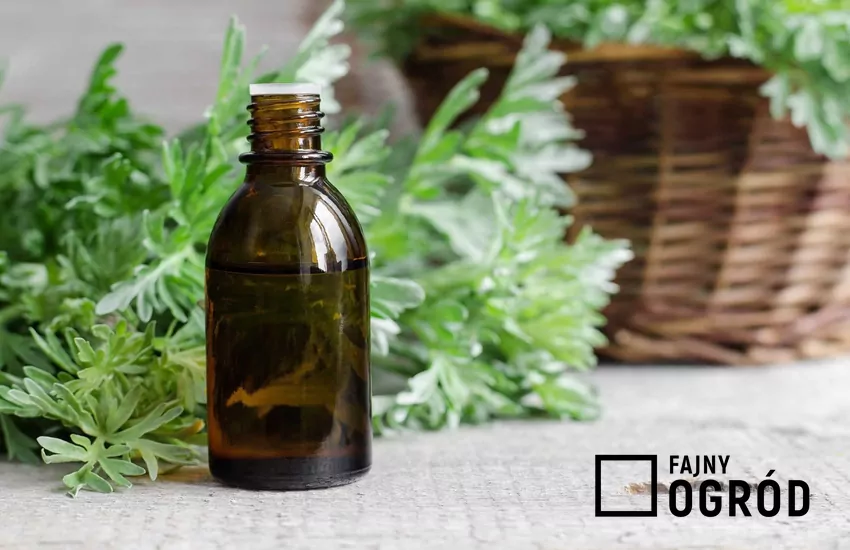 Olejek geranium na obrusie