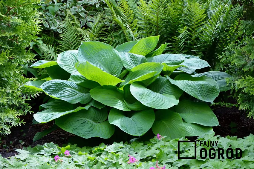 Funkia olbrzymia w ogrodzie.