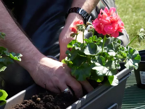 Najlepsza ziemia do pelargonii i surfinii