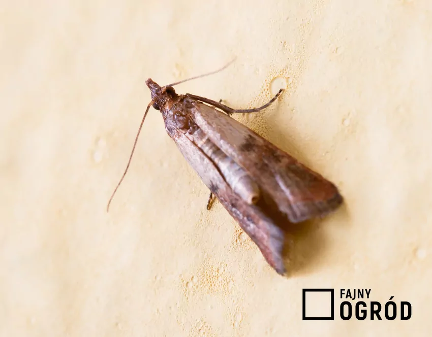 Mklik mączny, czyli motyl mączny i jego zwalczanie oraz jak się pozbyć mklika Mklik mączny - metody zwalczania