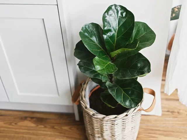 Ficus Lyrata - uprawa i pielęgnacja