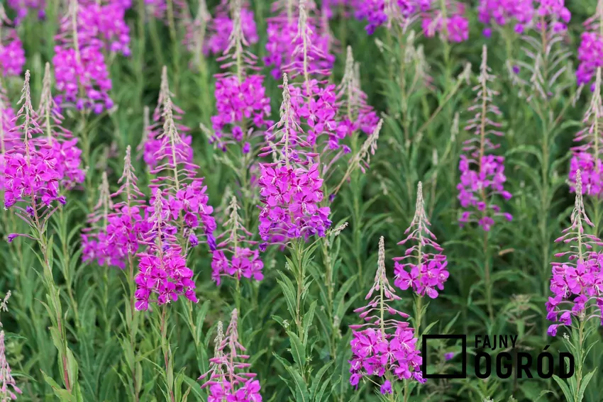 Roślina wierzbówka kiprzyca, Epilobium angustifolium krok po kroku, czyli zastosowanie i właściwości lecznicze Wierzbówka kiprzyca w ogrodzie
