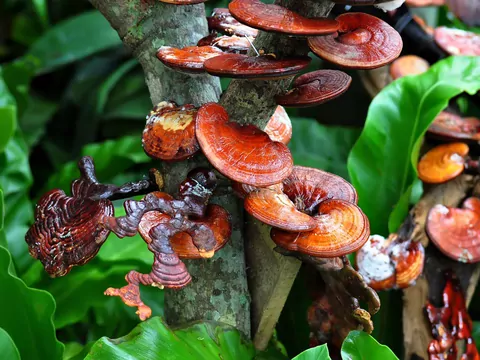 Lakownica żółtawa (Ganoderma Lucidum) – opis i właściwości