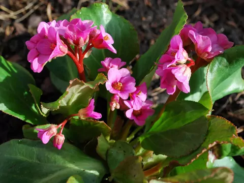 Bergenia sercowata: pielęgnacja i rozmnażanie