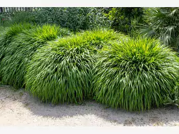 Ilustracja hakonechloa