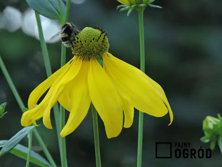 Rudbekia naga