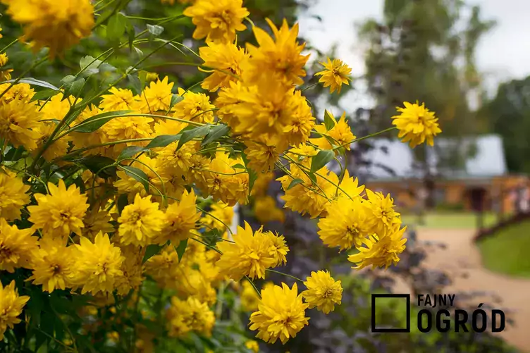Rudbekia naga