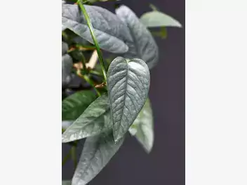 Epipremnum złociste 'Cebu Blue' - zdjęcie 2
