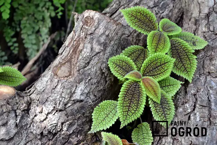 Pilea miękka 'Moon Valley' liście
