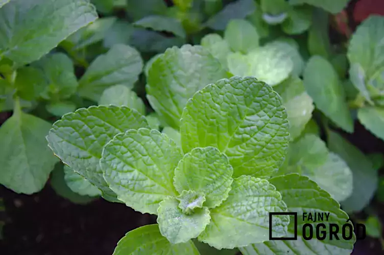 Coleus canina