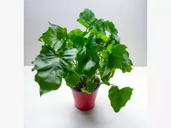 Zdjęcie ilustrujące filodendron 'atom'