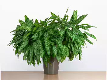 Ilustracja rośliny aglaonema zmienna 'maria'