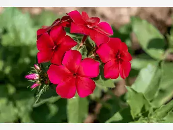 Zdjęcie ilustrujące floks drummonda