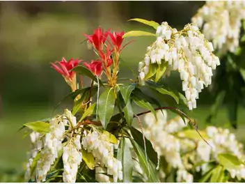 Pieris japoński - zdjęcie 2
