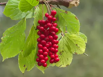 Ilustracja rośliny cytryniec chiński