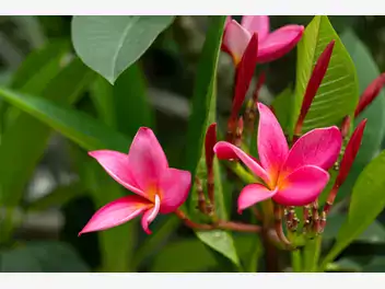 Zdjęcie ilustrujące plumeria czerwona