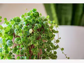 Ilustracja rośliny peperomia prostrata