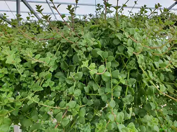 Pilea depressa - zdjęcie 2